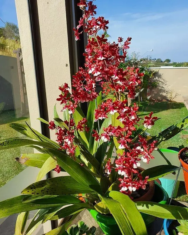 orquidea de chocolate como cuidar - A las orquídeas oncidium les gusta el sol o la sombra