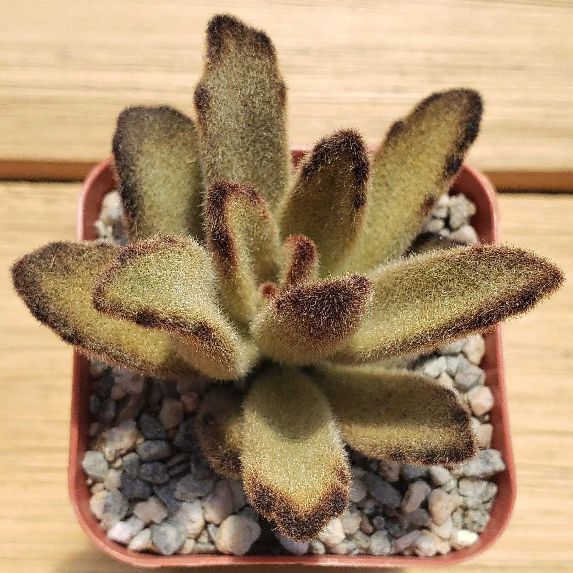 Kalanchoe Chocolate Soldier: Guía de cuidados para esta suculenta única - Are panda plant and chocolate soldier the same kalanchoe chocolate soldier - Are panda plant and chocolate soldier the same
