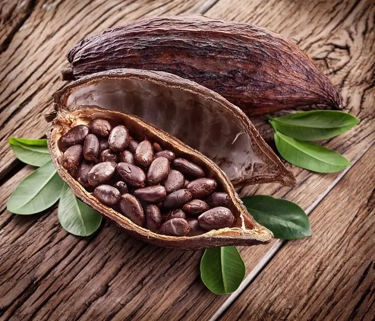 Cultiva tu propio árbol de chocolate: guía completa para principiantes - Can you grow a chocolate tree chocolate tree - Can you grow a chocolate tree