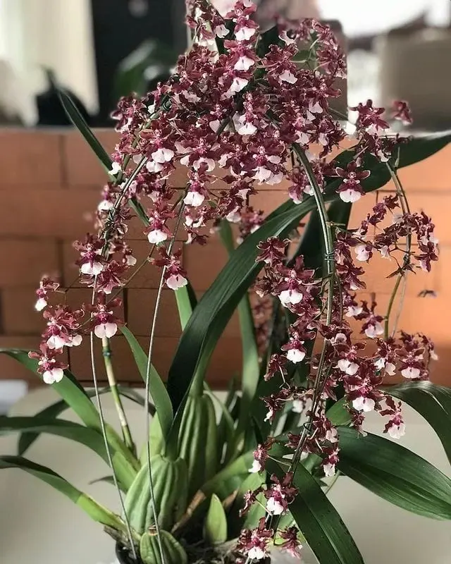 orquidea de chocolate como cuidar - Cómo conseguir que una orquídea oncidium florezca