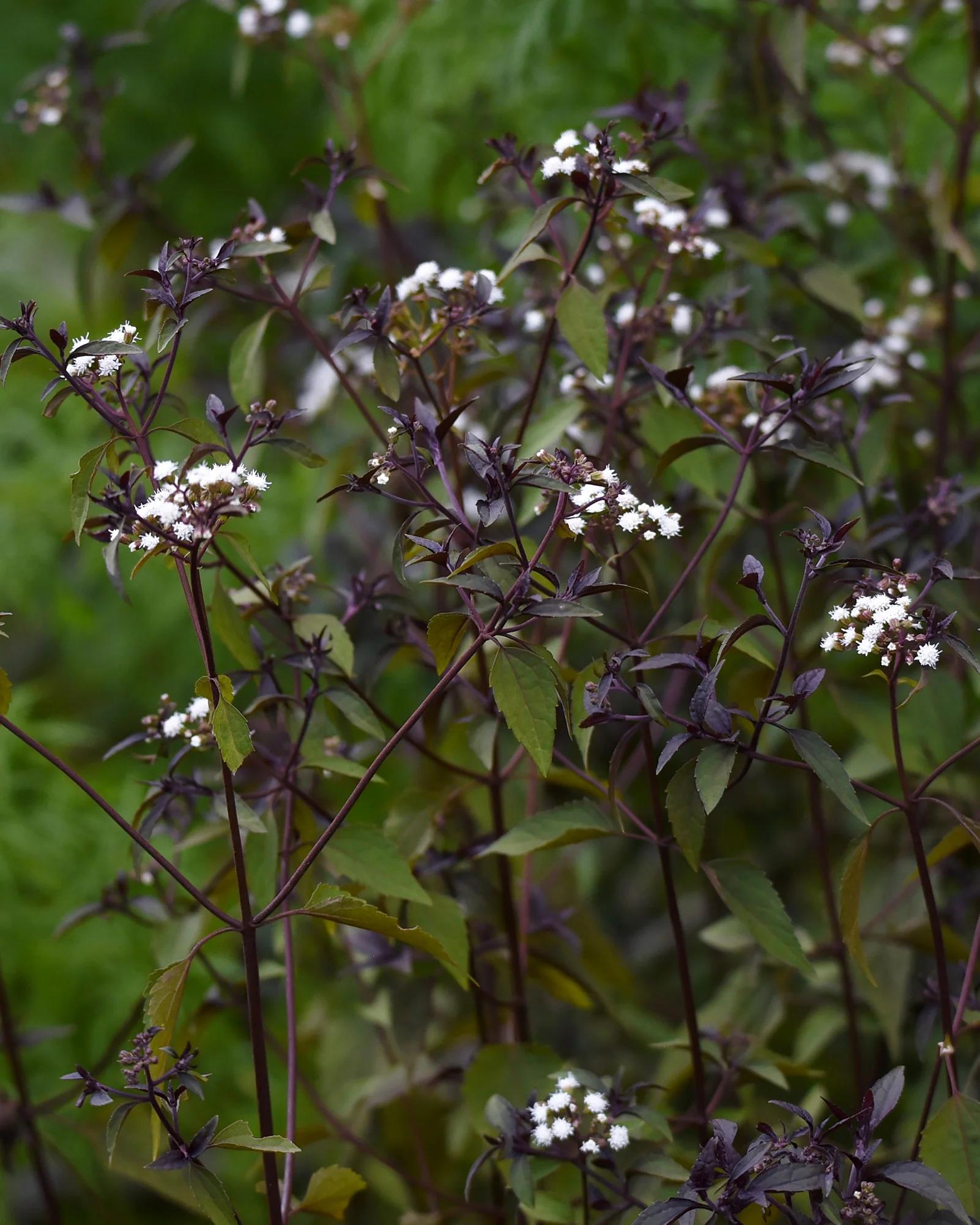 eupatorium chocolate - Cómo cuidar el eupatorium rugosum chocolate