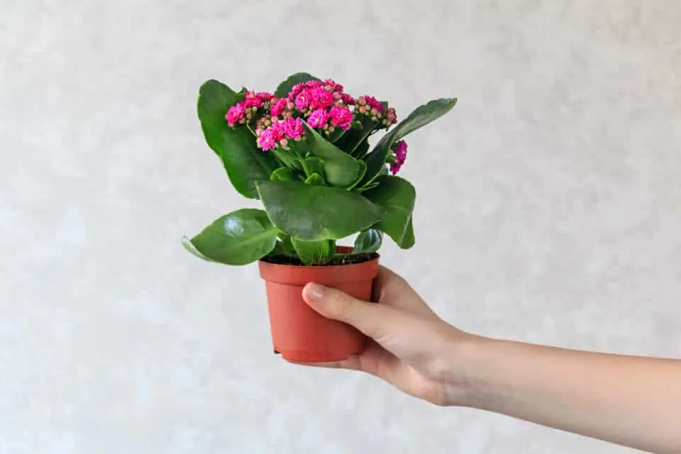 kalanchoe tomentosa chocolate - Cómo cuidar la Kalanchoe