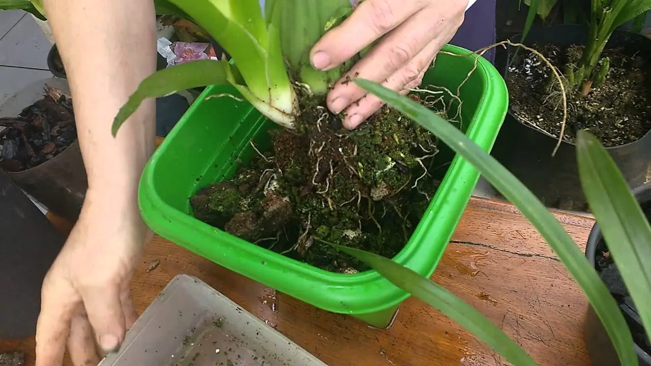 orquidea de chocolate como cuidar - Cómo cuidar una orquídea de chocolate