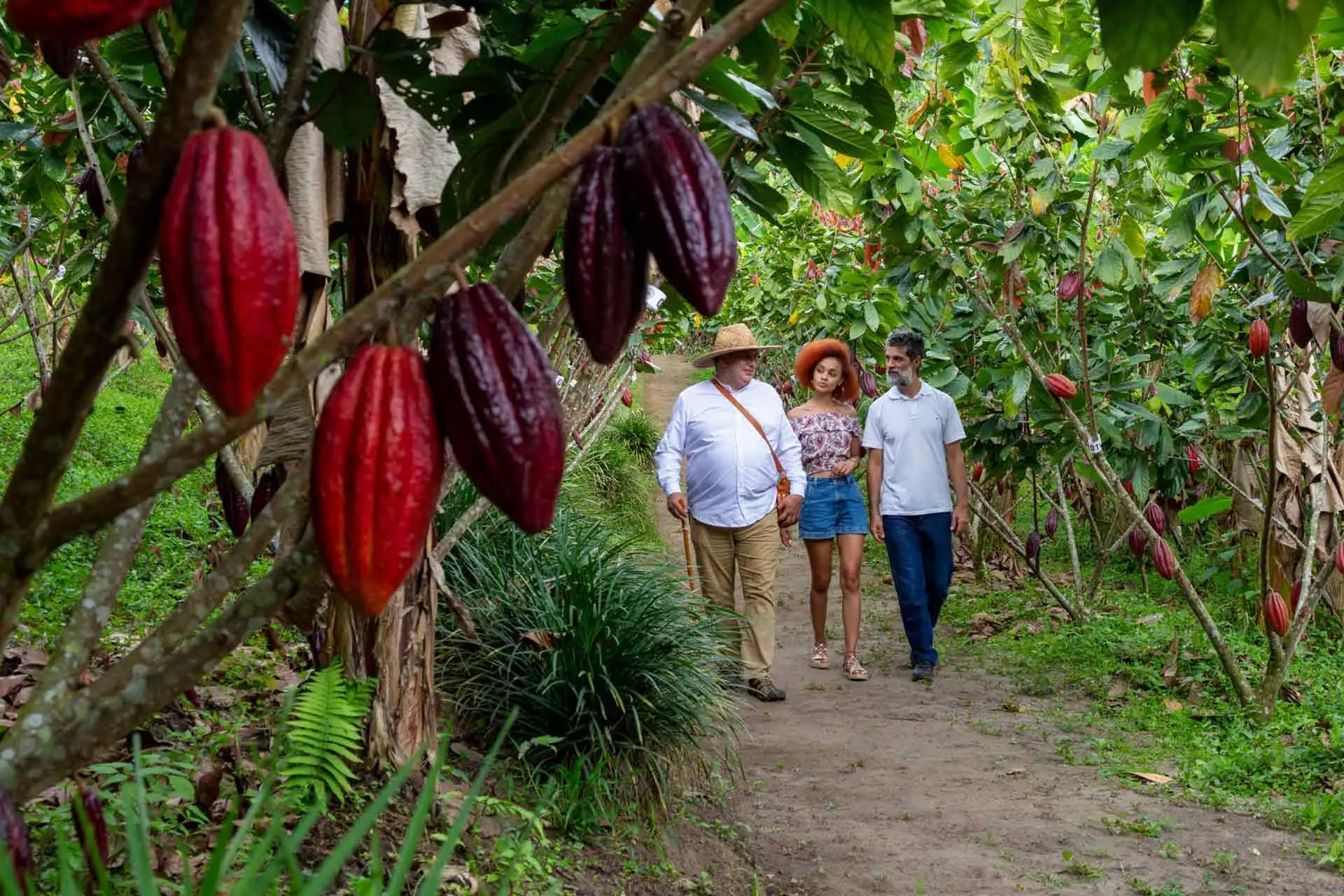 amenaza de nuevos entrantes a el sector chocolate en colombia - Cómo llegó el chocolate a Colombia