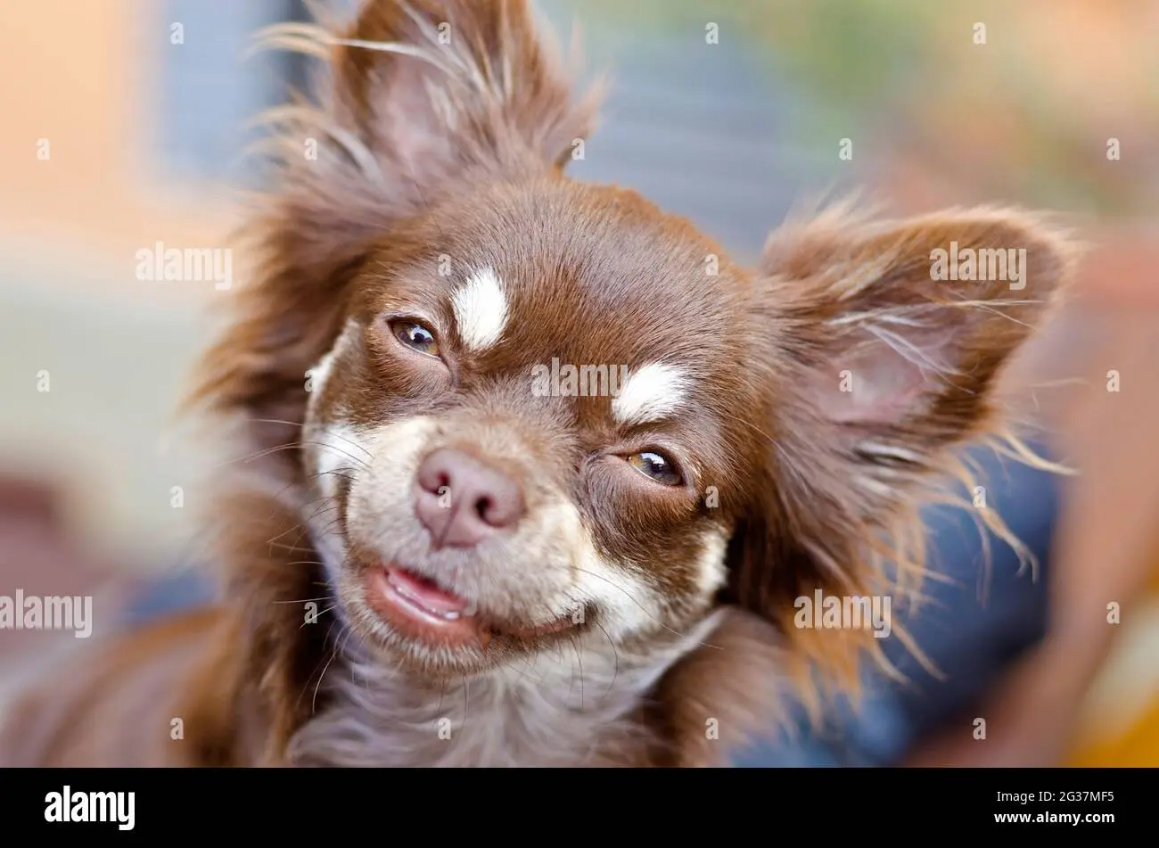 chihuahua chocolate pelo largo - Cómo reconocer a un chihuahua