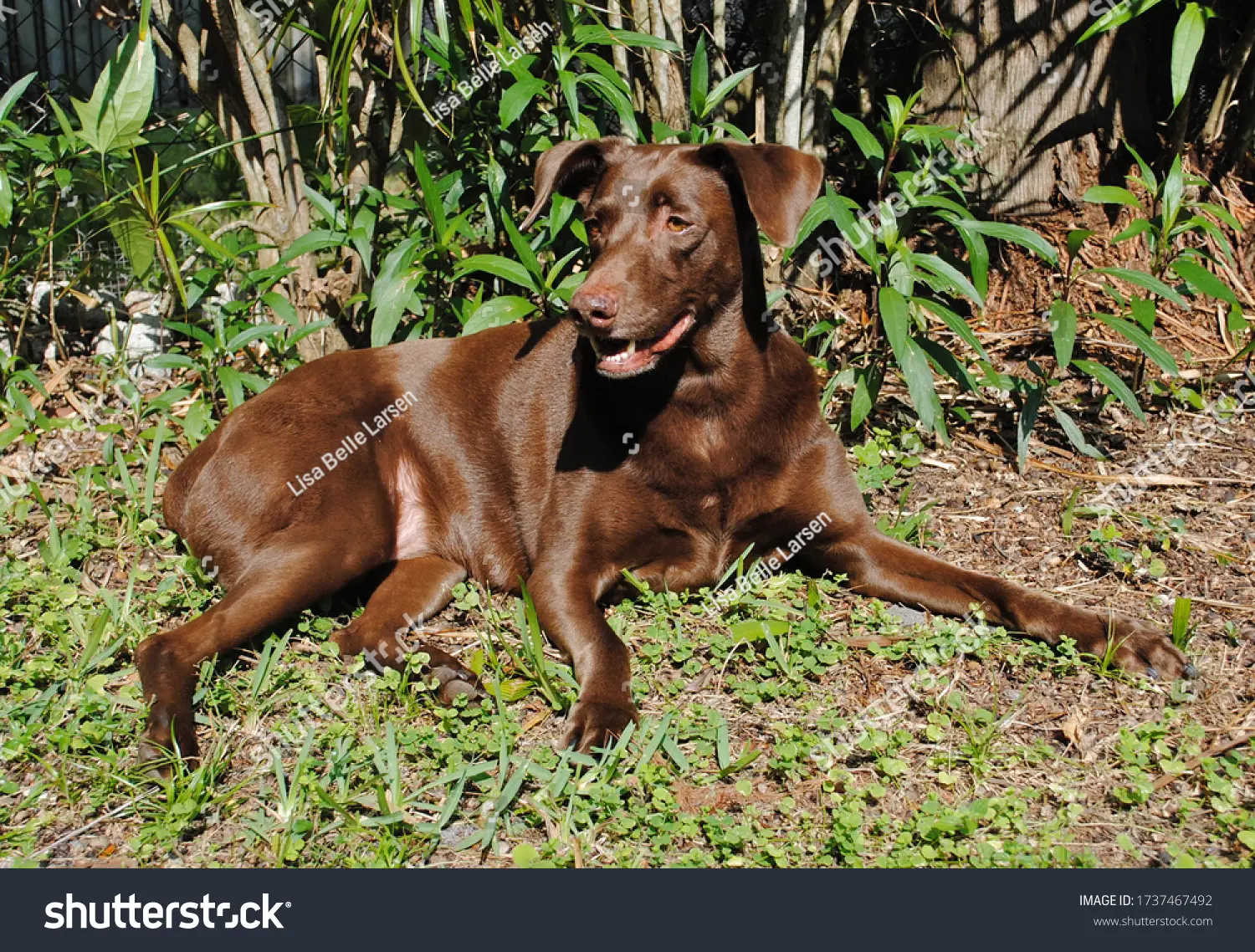 Weimaraner Chocolate: Una Guía Completa para Entender Esta Raza - Cómo reconocer a un Weimaraner puro perro weimaraner chocolate - Cómo reconocer a un Weimaraner puro