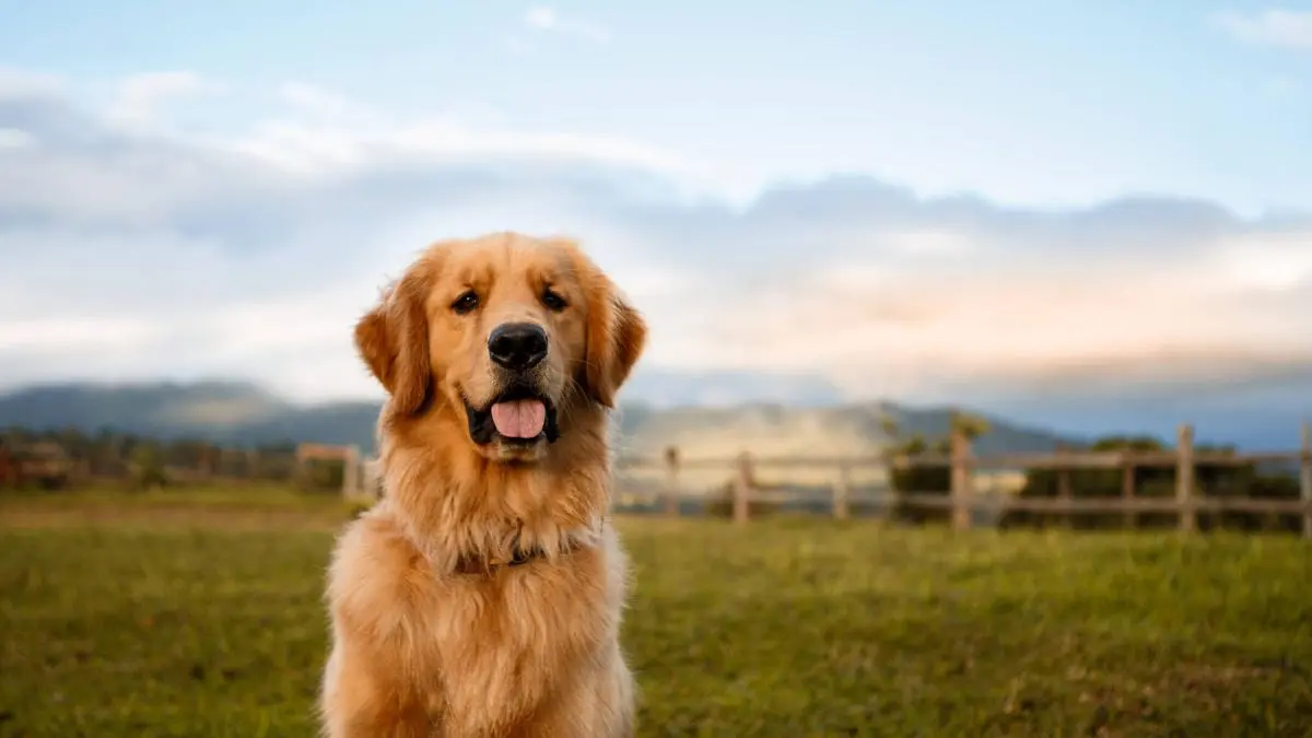 color chocolate golden retriever - Cómo saber si es un Golden Retriever puro