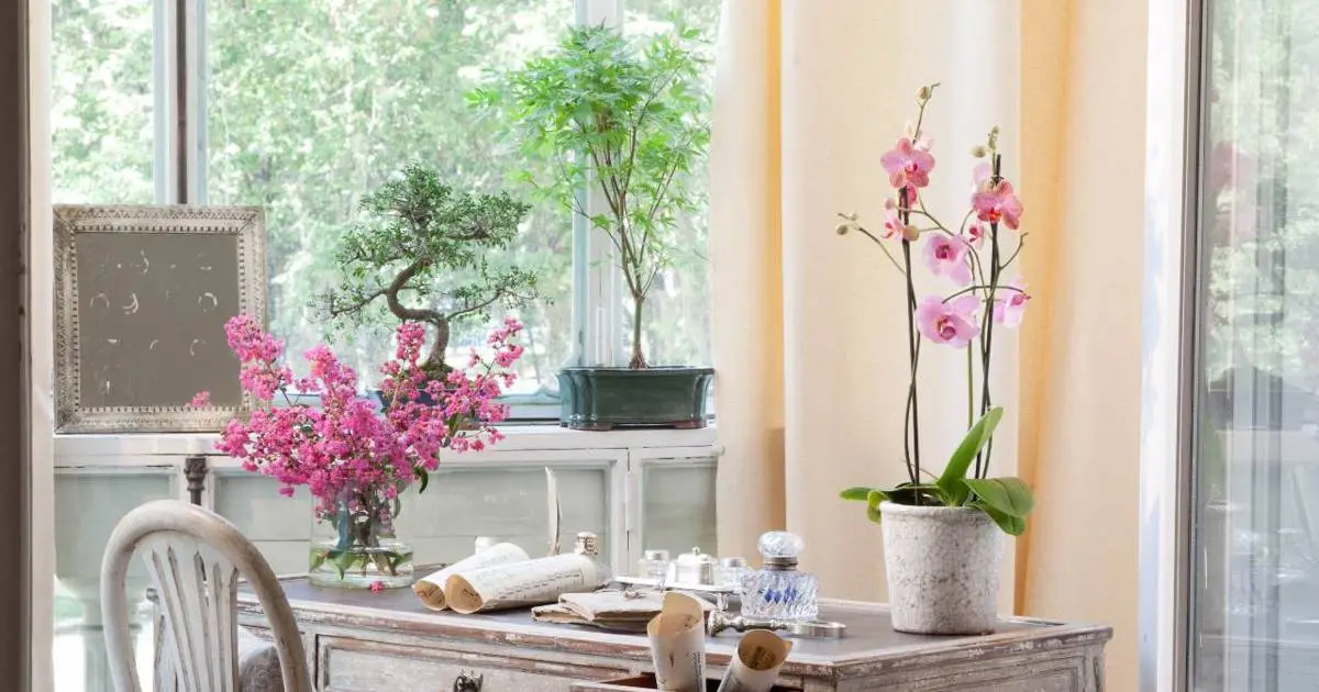 Orquídeas con Aroma a Chocolate: Un Placer para los Sentidos - Cómo saber si la orquídea está enferma orquidea olor a chocolate - Cómo saber si la orquídea está enferma