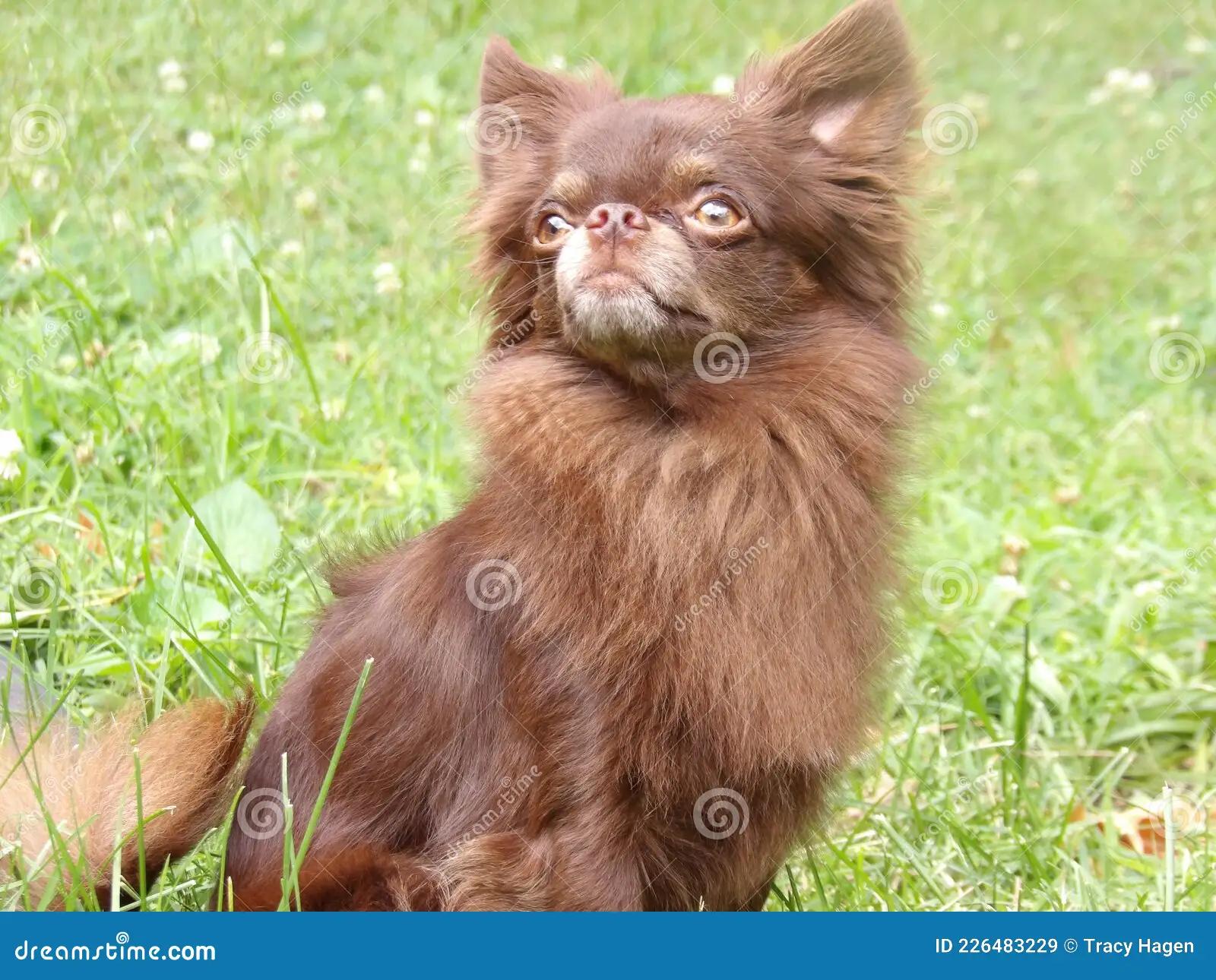 chihuahua chocolate pelo largo - Cómo saber si mi chihuahua es de pelo largo