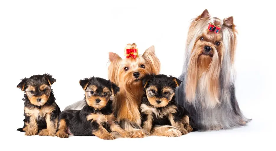 yorkshire color chocolate - Cómo saber si un yorkie es puro