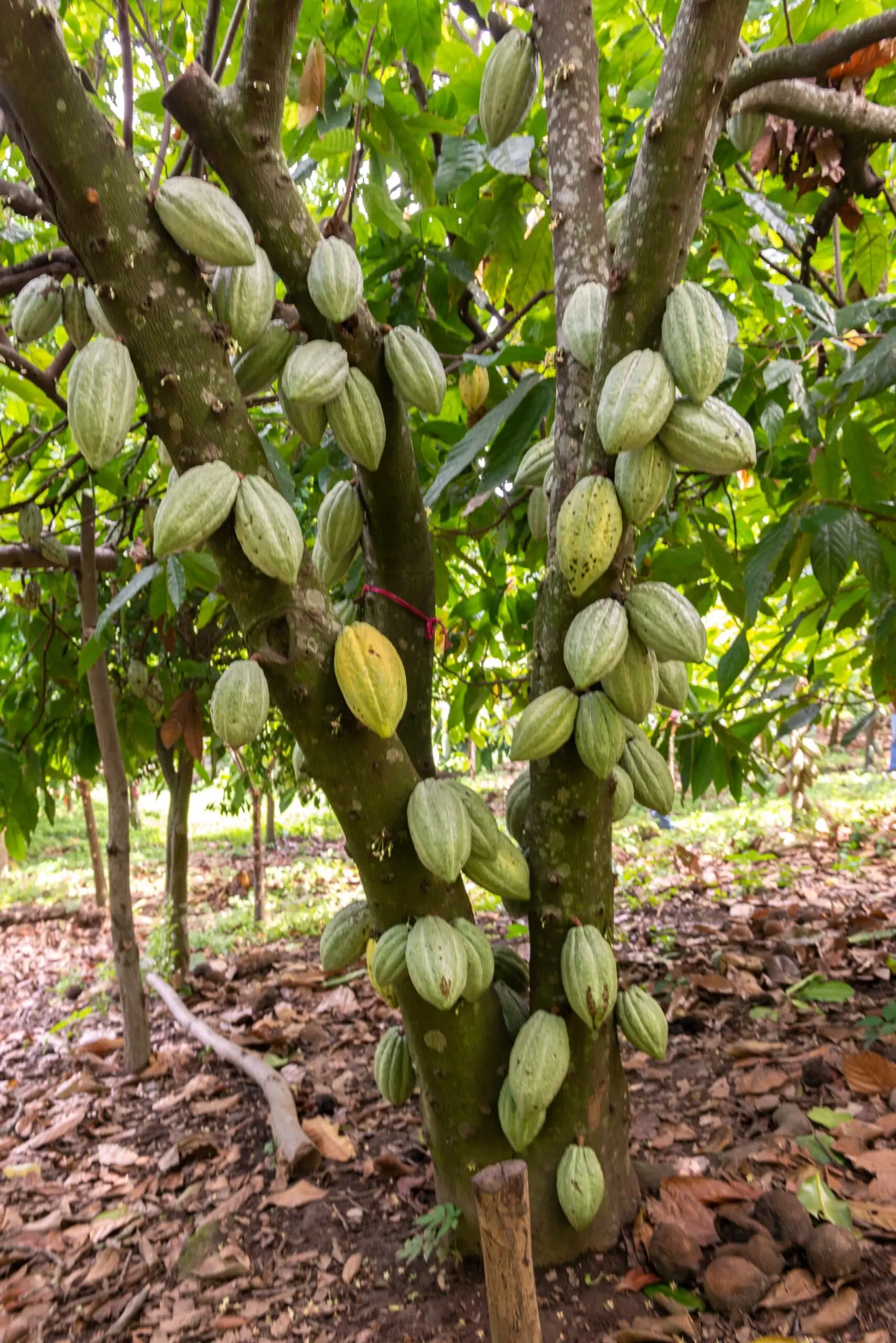 planta de chocolate - Cómo se cultiva el chocolate