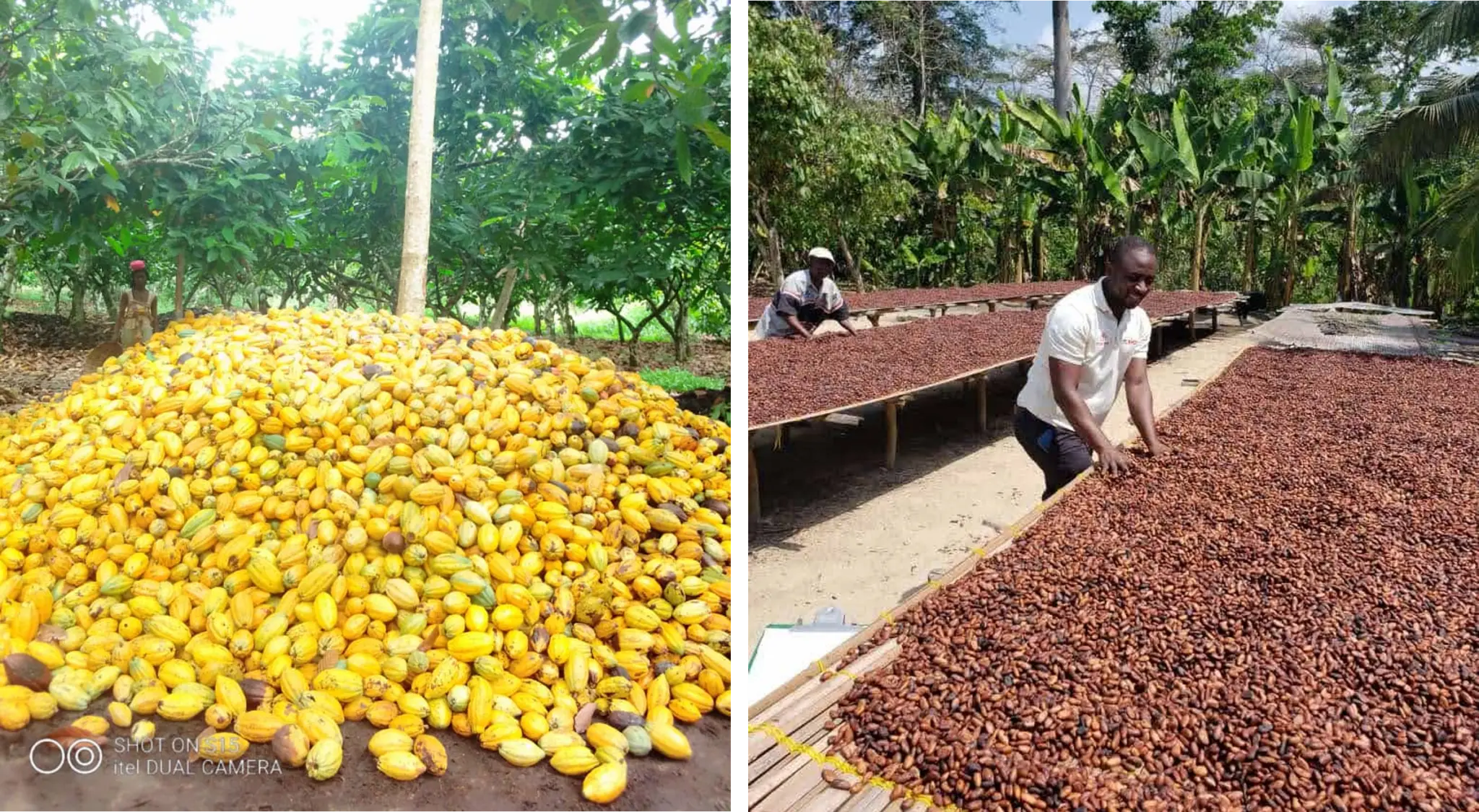 cosecha del chocolate - Cómo se hace la cosecha del cacao