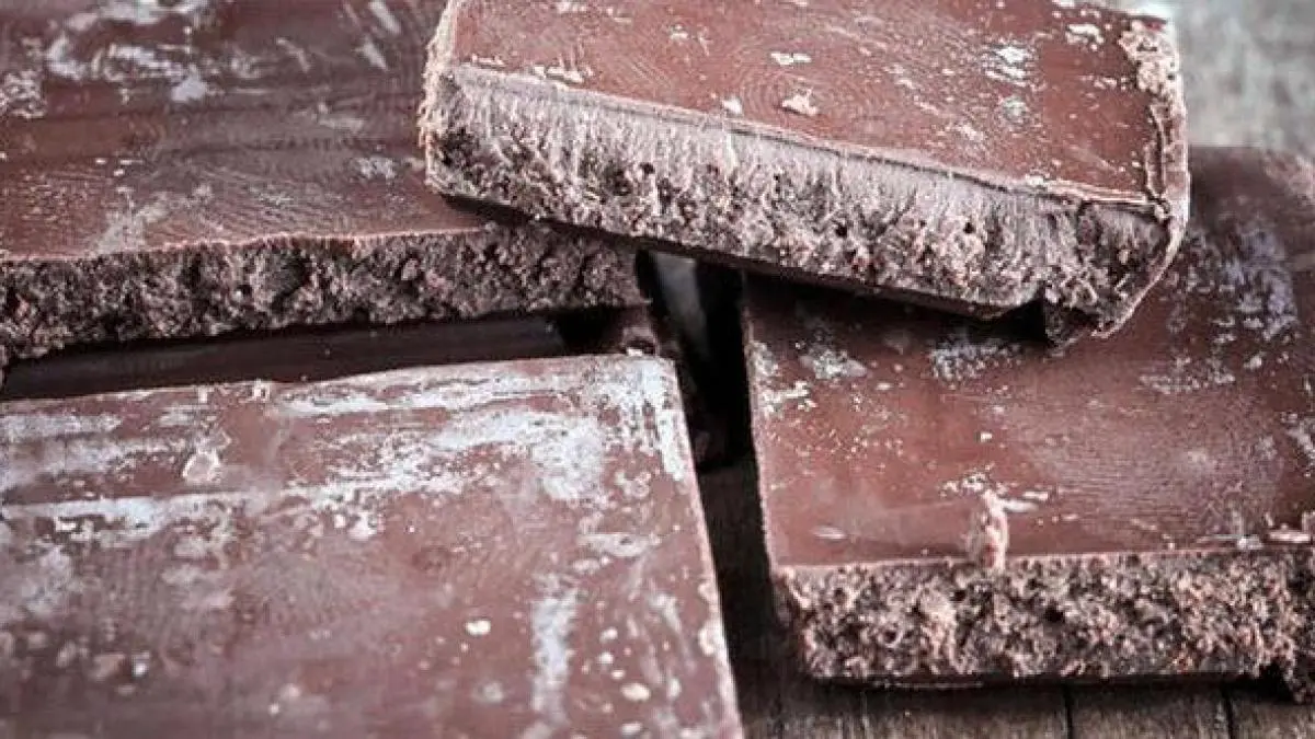hongo del chocolate - Cómo se llama el hongo del cacao