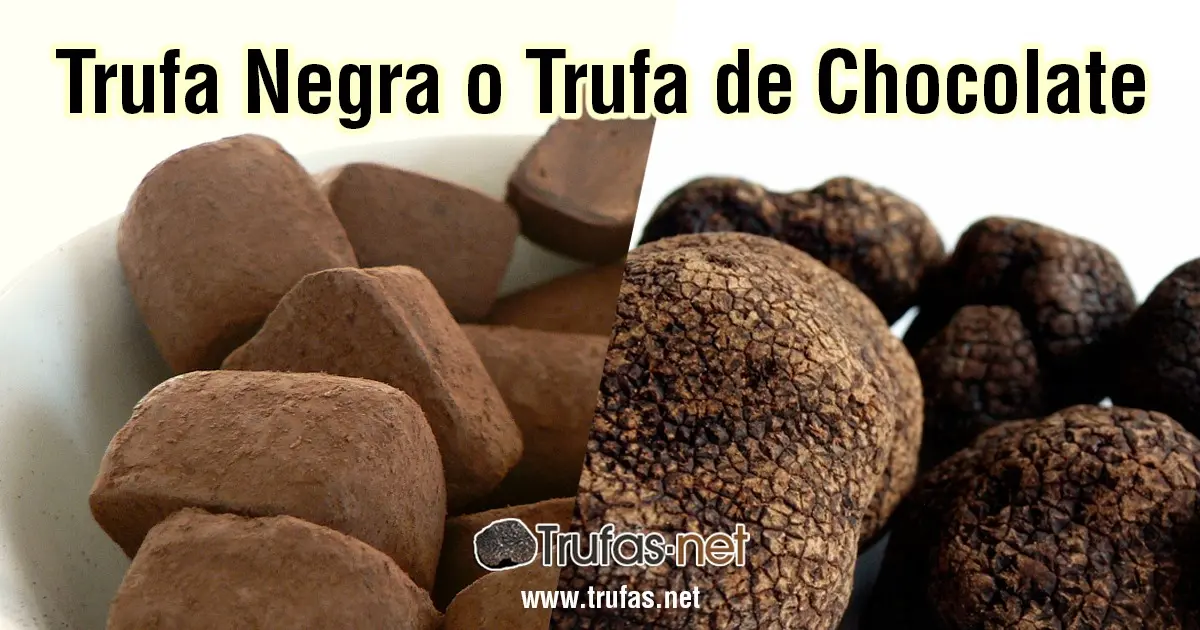 hongo del chocolate - Cómo se llama el hongo del chocolate