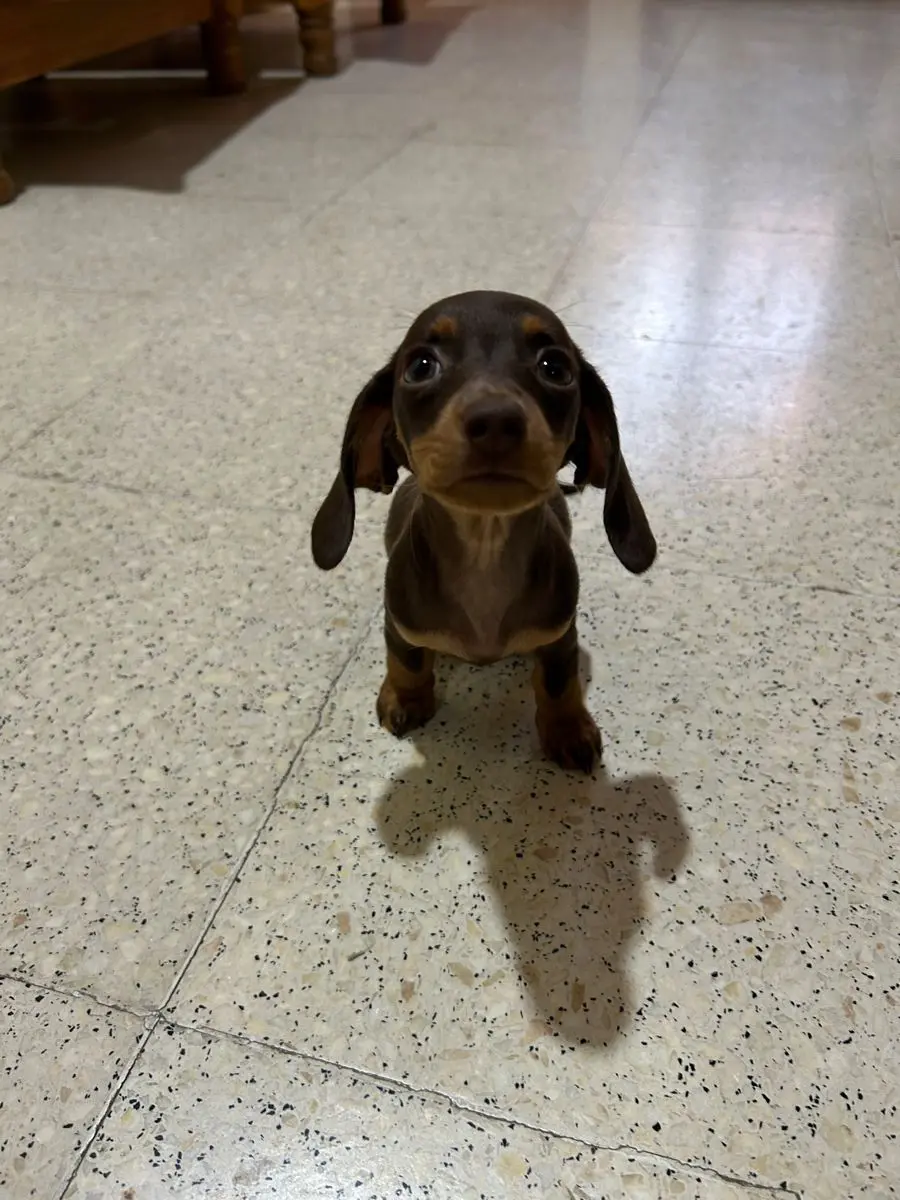 perro salchicha chocolate fuego - Cómo se llama el perro que se parece al salchicha