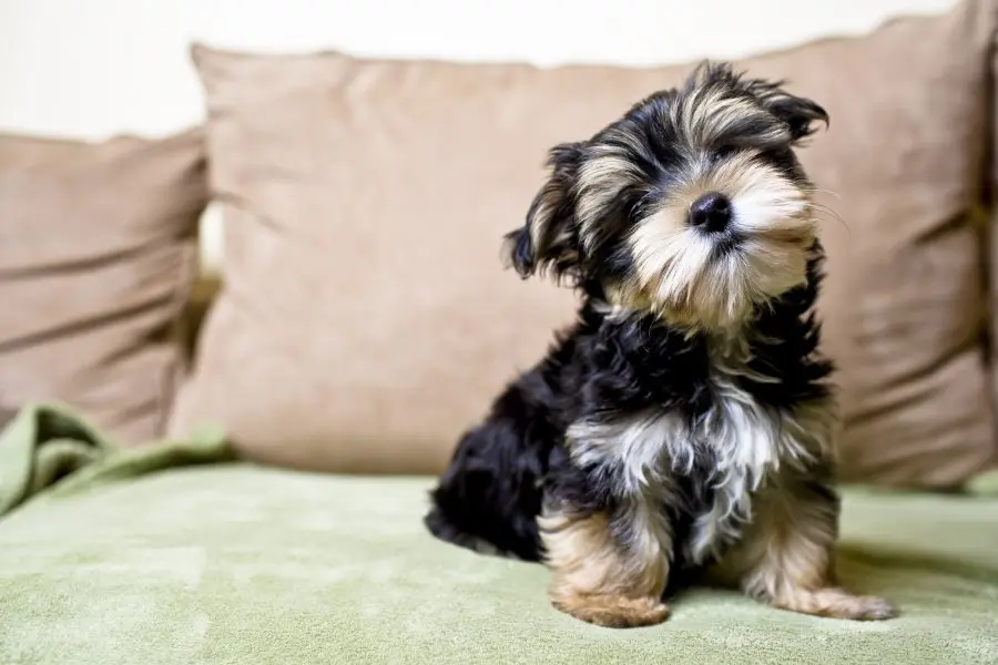 yorkshire color chocolate - Cómo son los Yorsay Terriers