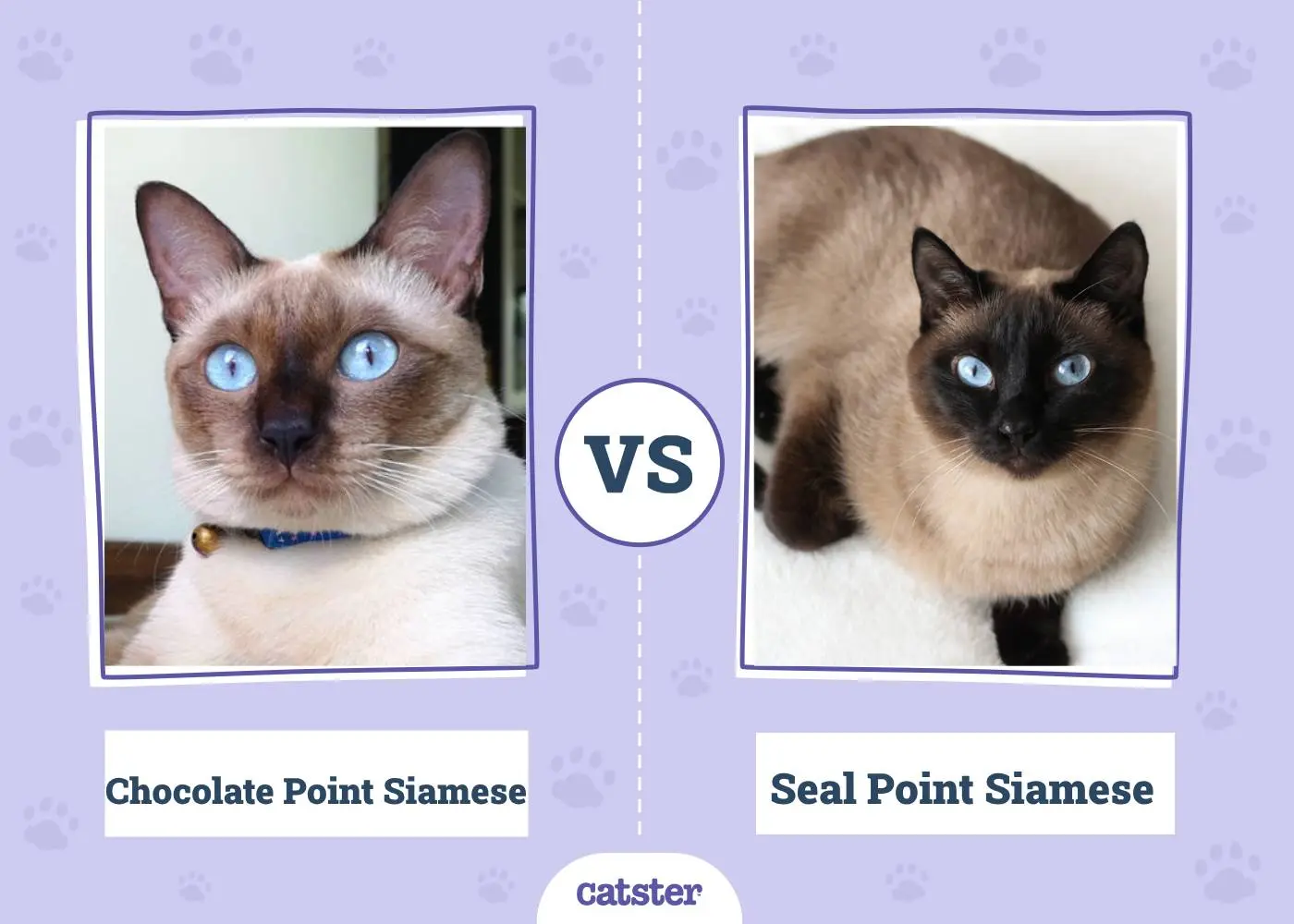 siames chocolate point - Cuál es la diferencia entre un siamés y un seal point
