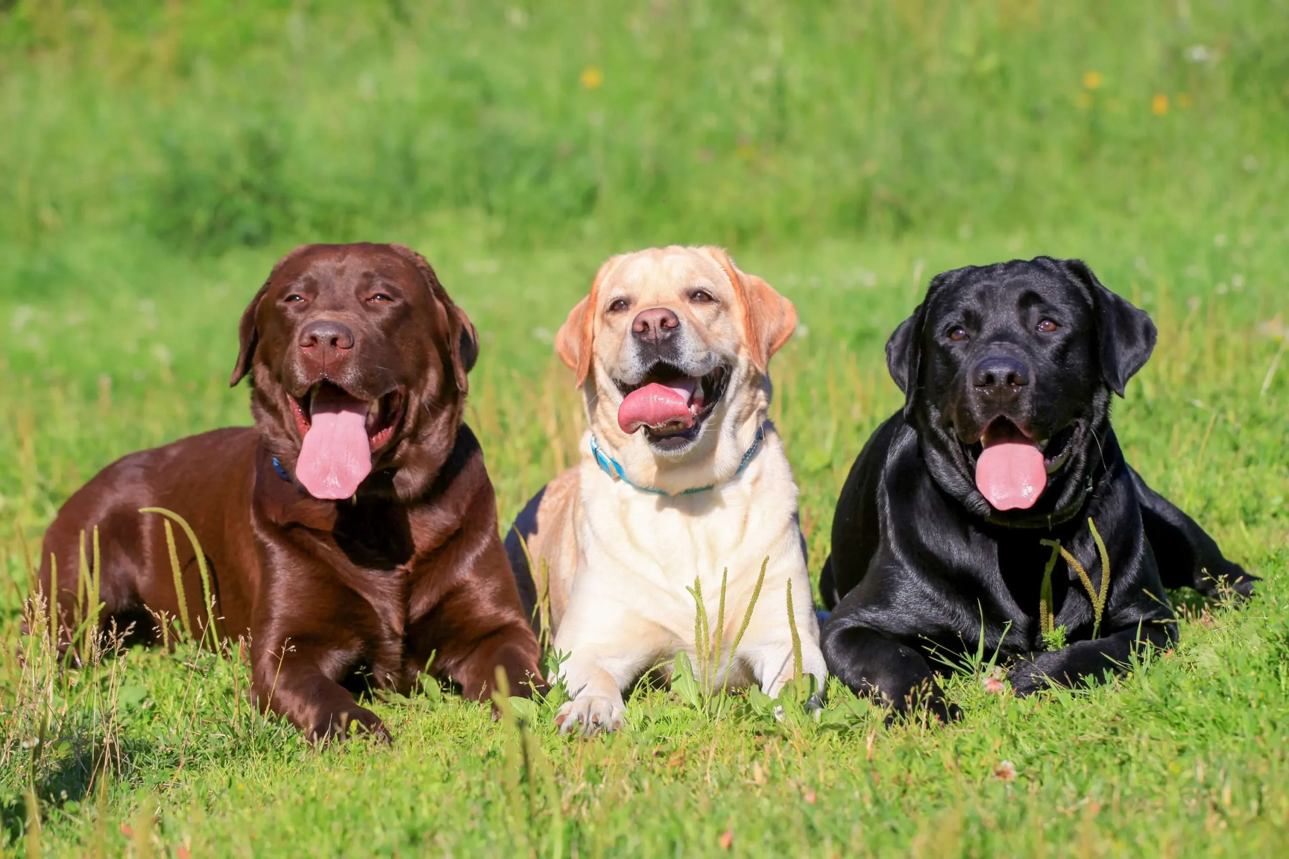 esperanza de vida labrador chocolate - Cuál es la esperanza de vida media de un labrador chocolate