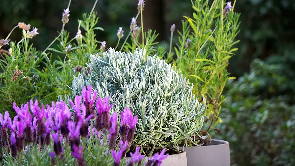 chocolate de lavanda - Cuál es la lavanda que se puede comer