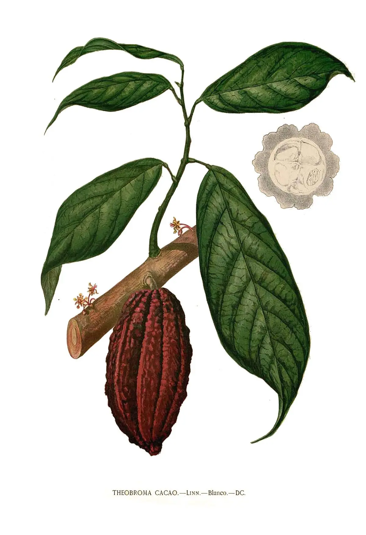 planta de chocolate - Cuál es la planta que produce el chocolate