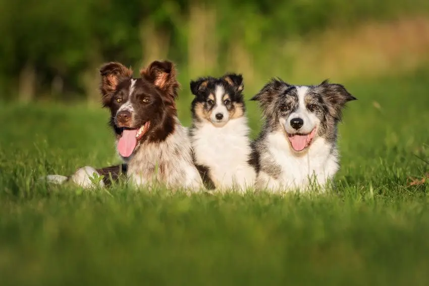 border collie chocolate cachorro - Cuándo deja de ser cachorro Border Collie