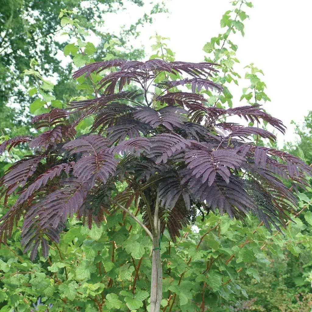 albizia julibrissin chocolate - Cuándo florece la acacia de Constantinopla