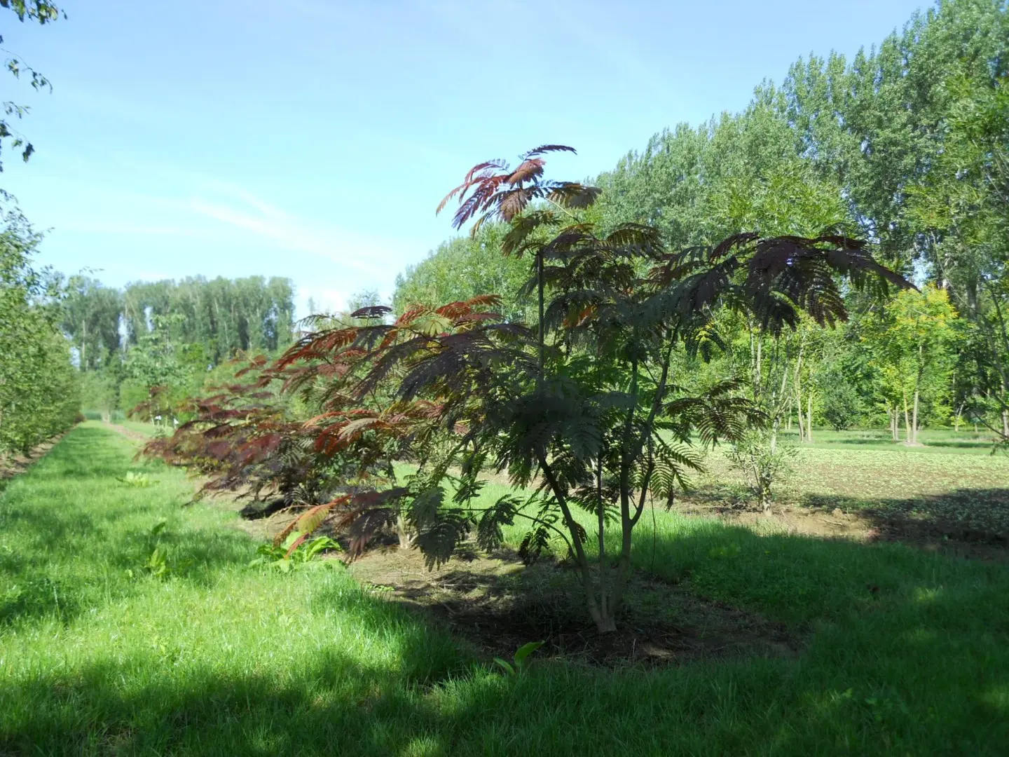albizia julibrissin chocolate - Cuándo florece la albizia julibrissin