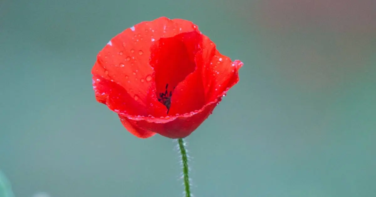 amapolas flores de chocolate - Cuándo florecen las amapolas en Argentina