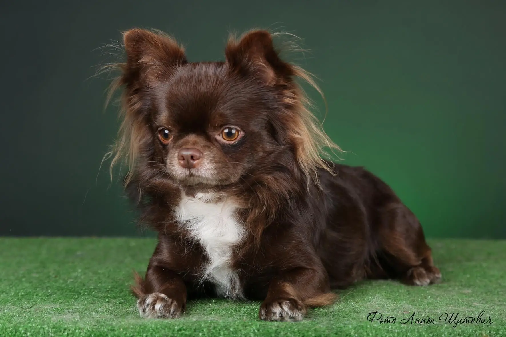 chihuahua chocolate pelo largo - Cuánto crece un chihuahua pelo largo