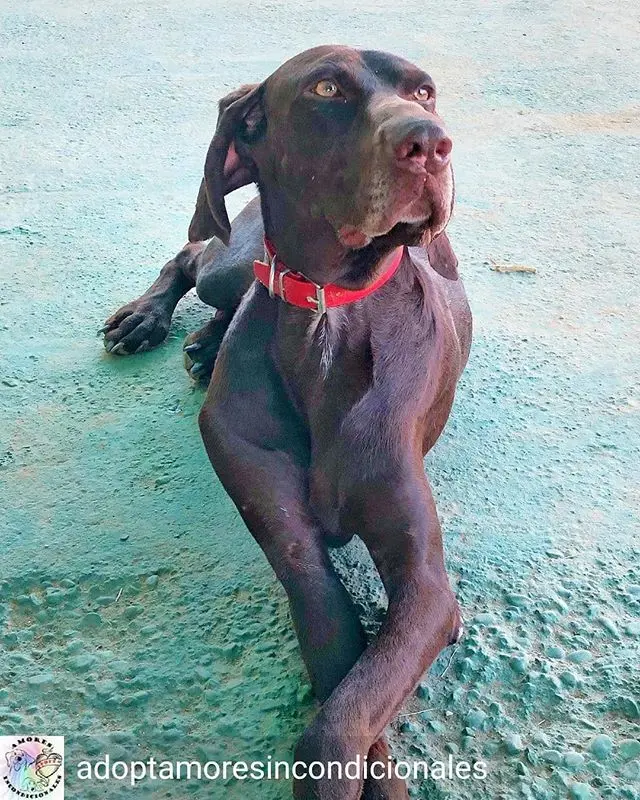 braco aleman chocolate - Cuánto cuesta un perro braco