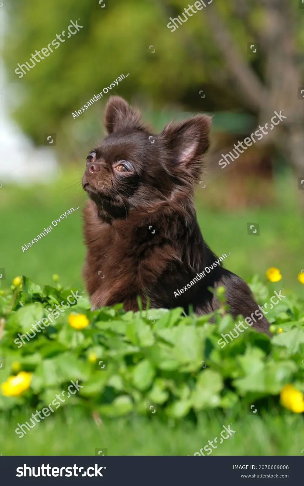 chihuahua chocolate pelo largo - Cuánto duran los chihuahuas peludos
