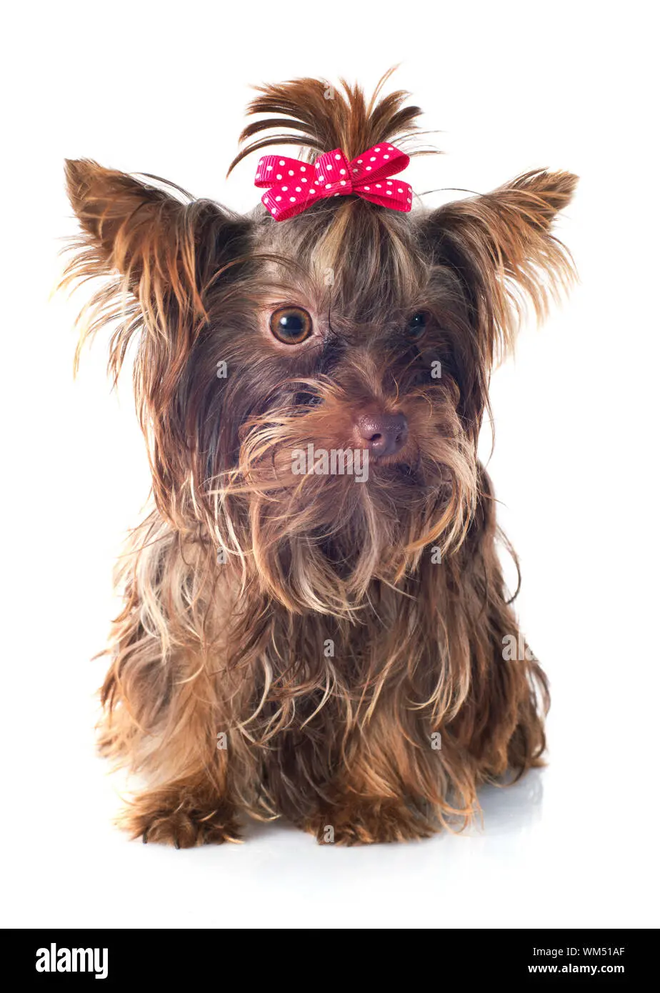 chocolate shorkie - Cuánto pesa un shorkie