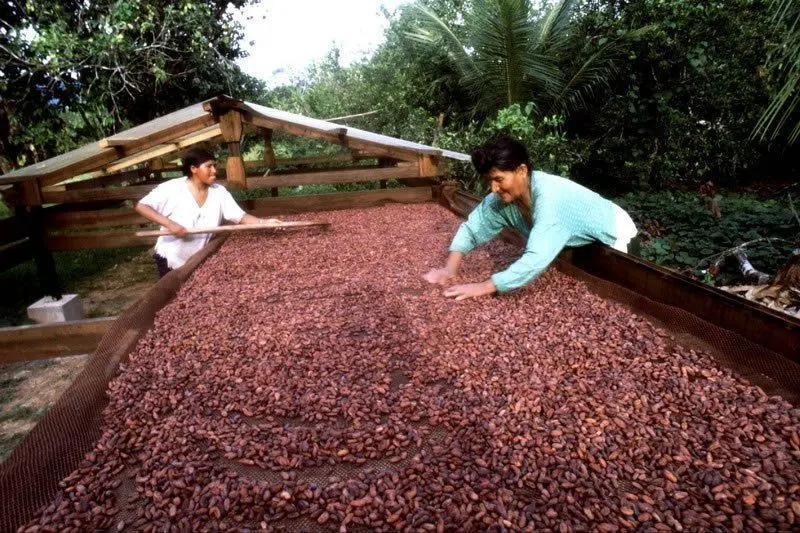 secado del chocolate - Cuánto tiempo se debe dejar secar el cacao