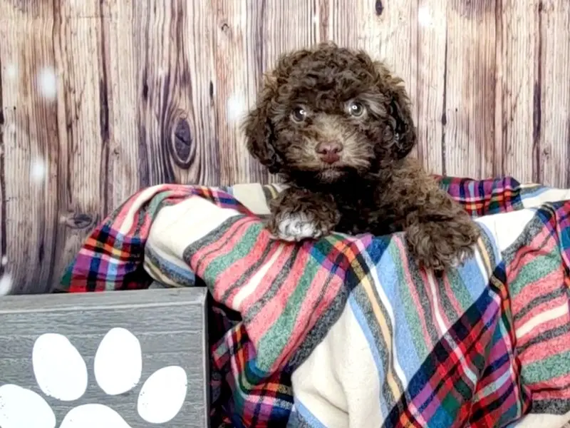 bichon frise chocolate - Cuánto vale un bichon maltés