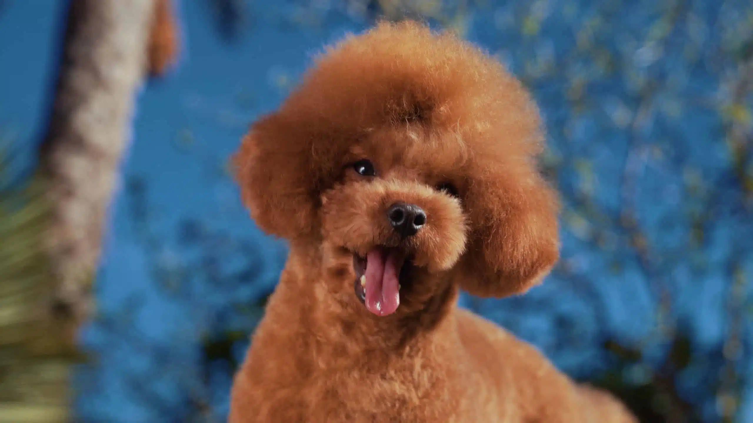 caniche chocolate - Cuánto vale un perro de raza caniche