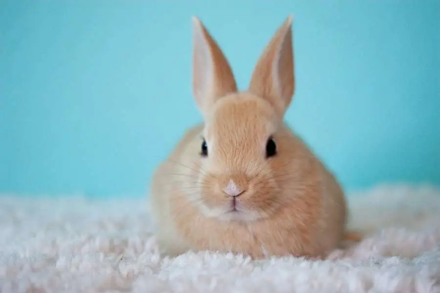 conejo de chocolate grande - Cuánto vive un conejo grande