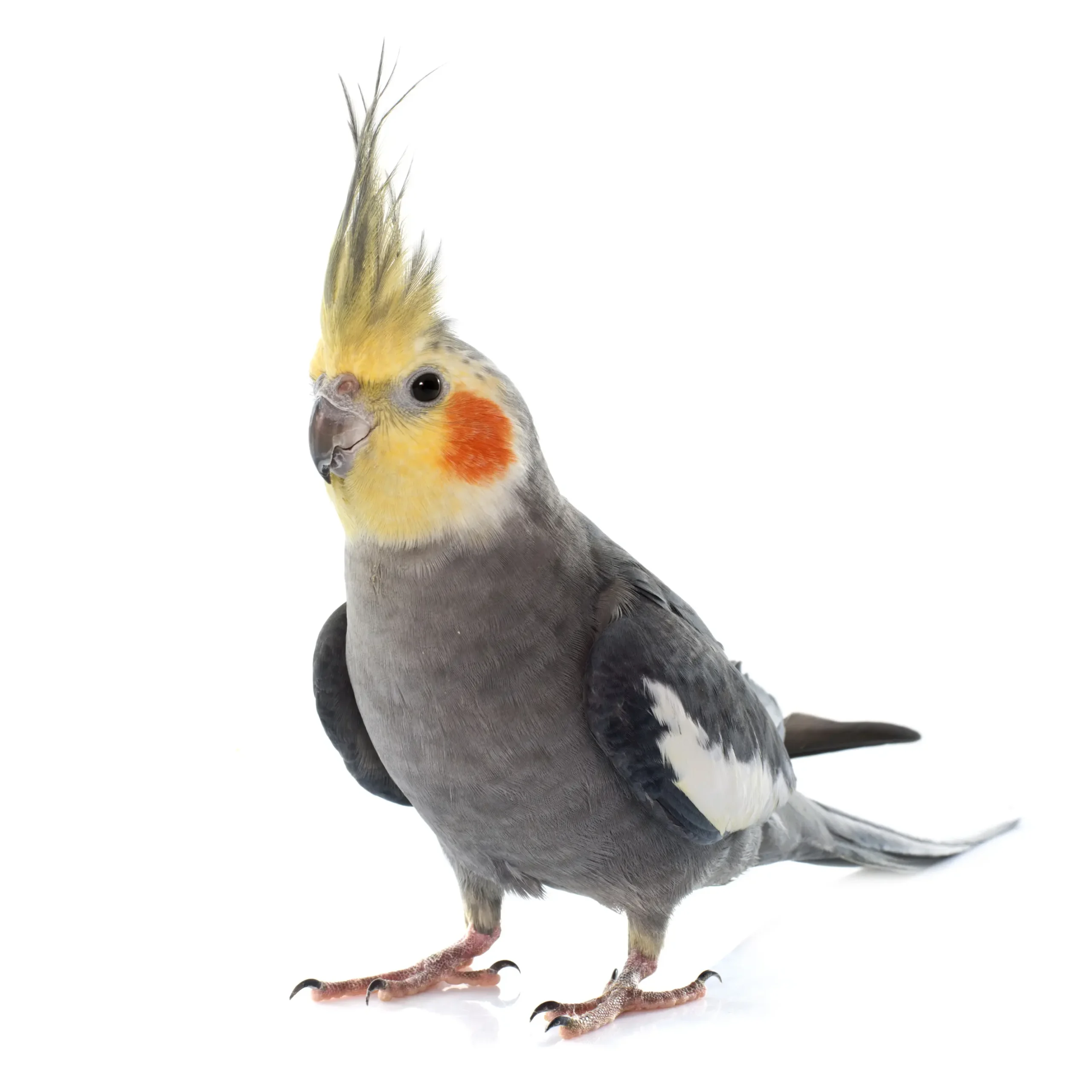 cacatua chocolate - Cuántos años dura una cacatua