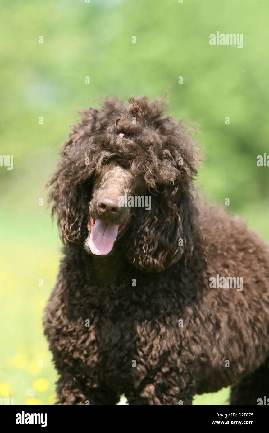 caniche chocolate adulto - Cuántos años puede vivir un perro caniche