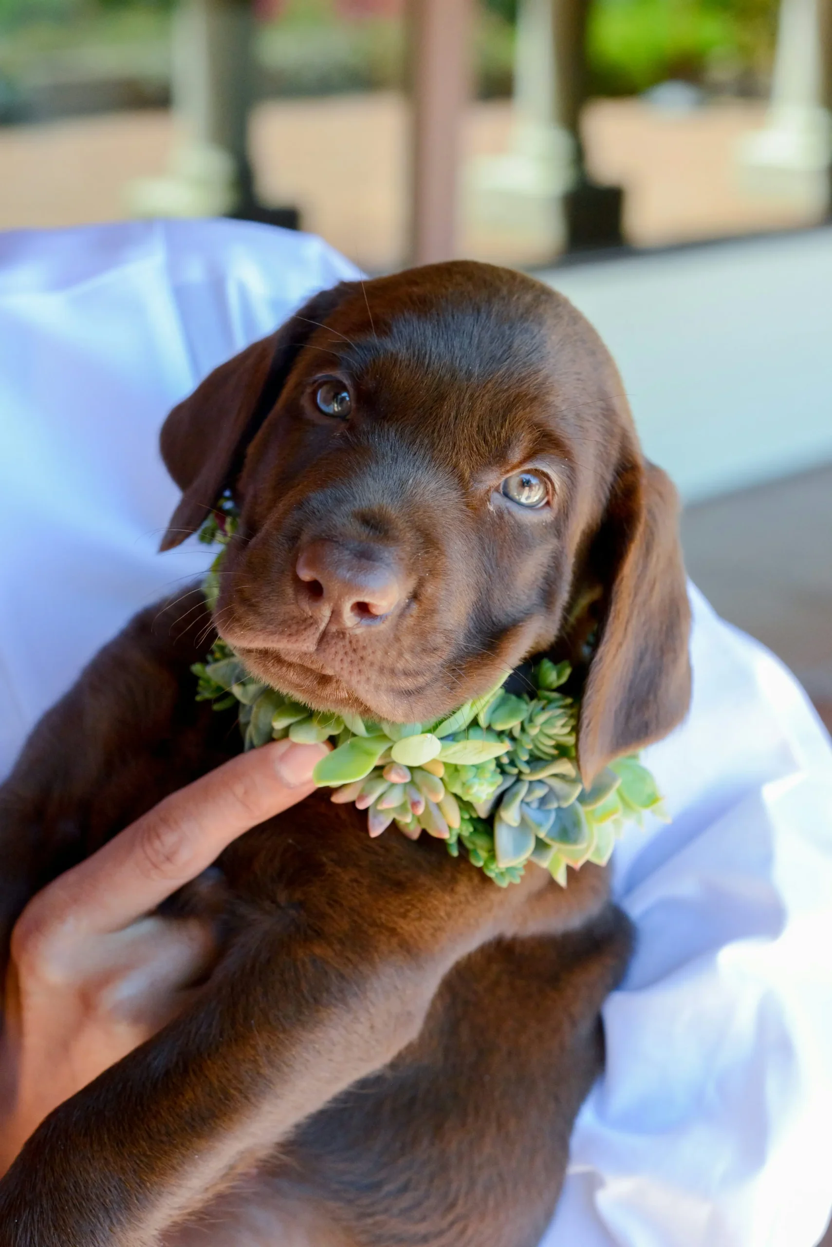 labrador pelo corto chocolate - Cuántos tipos de labradores hay