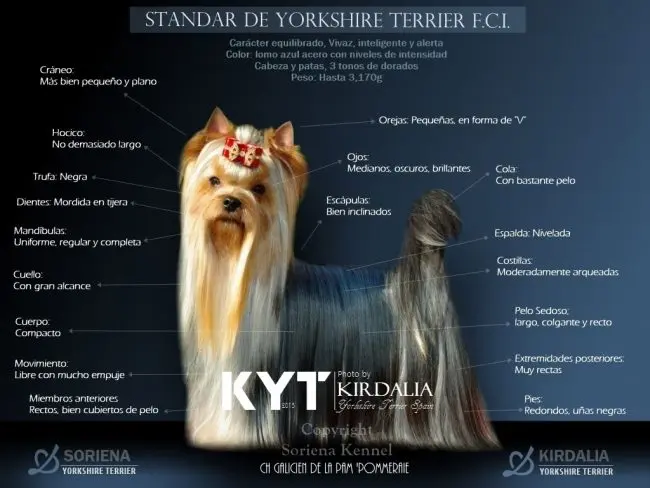 yorkshire color chocolate - Cuántos tipos de perros yorkshire existen