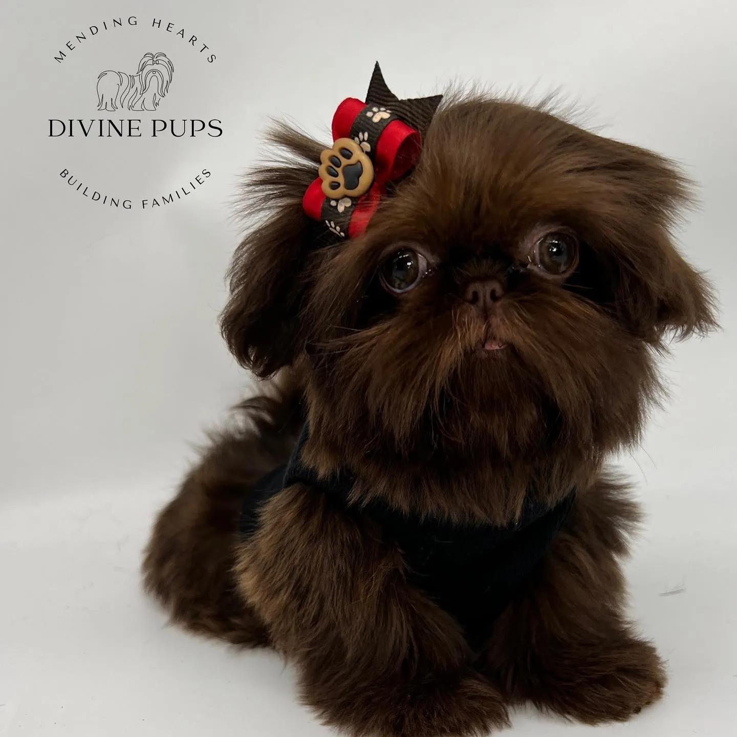 Shih Tzu Chocolate: Guía Completa de la Raza - Cuántos tipos de Shih Tzu hay shih tzu chocolate - Cuántos tipos de Shih Tzu hay