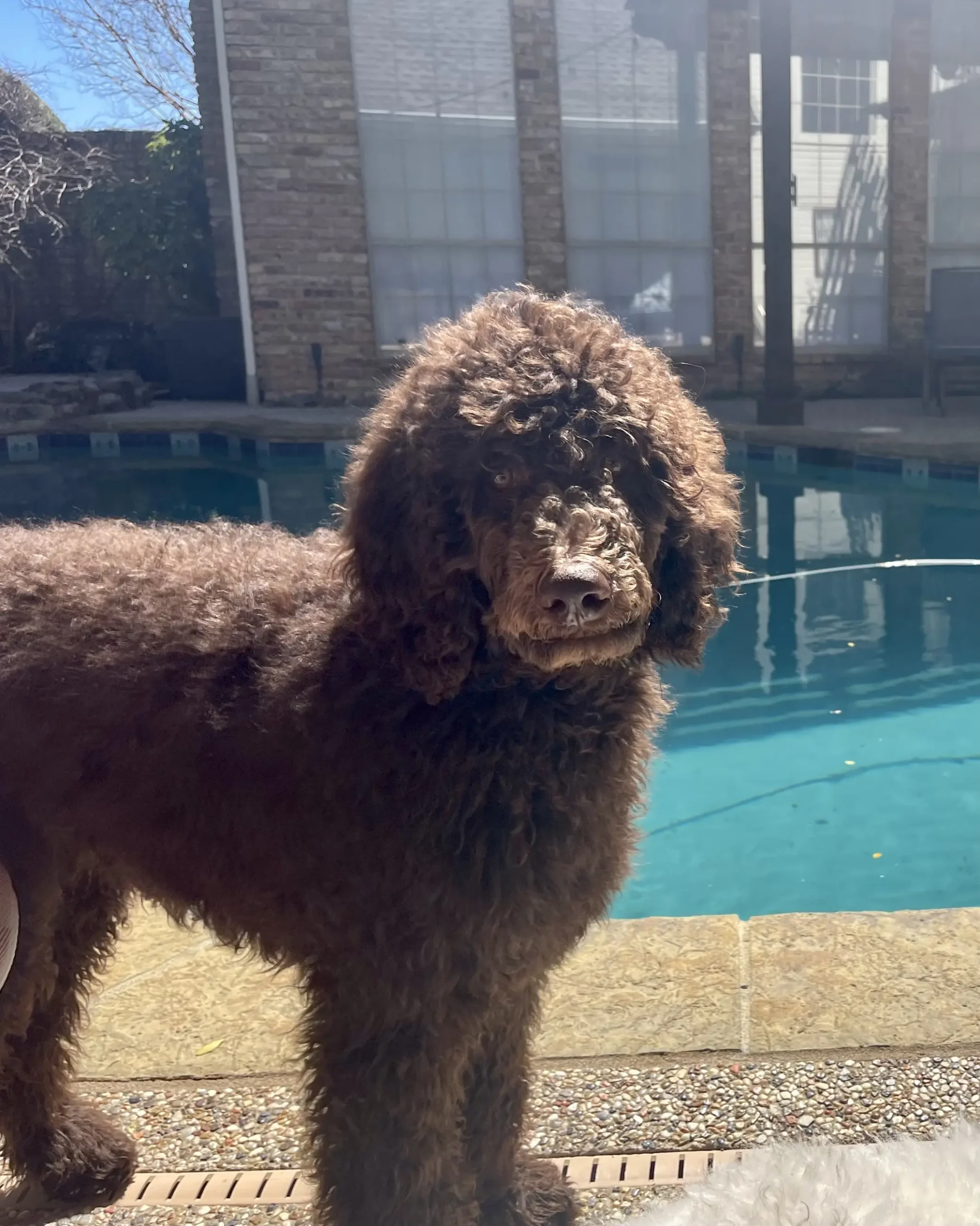 chocolate brown poodle - Do chocolate Poodles shed