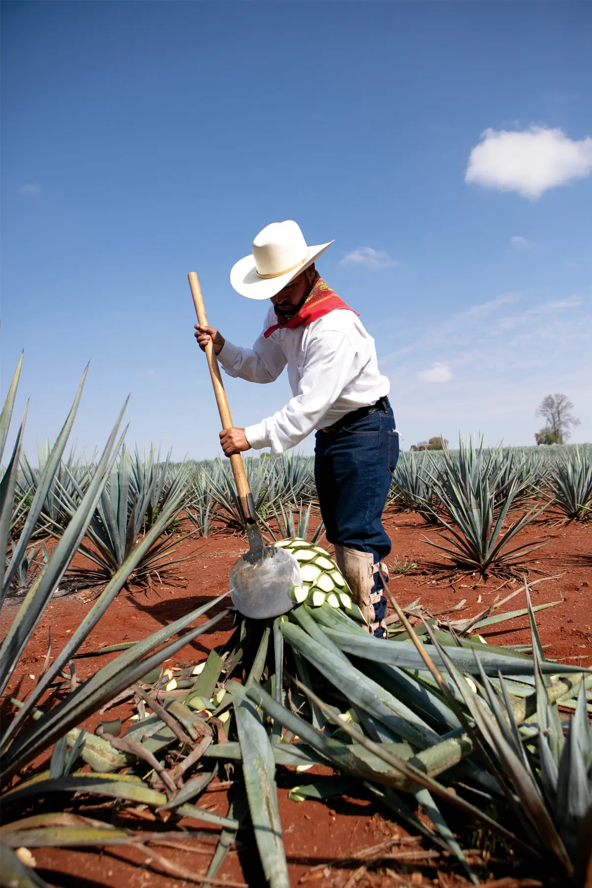 Tequila Patrón: Una Experiencia de Lujo y Tradición - Dónde se fabrica el tequila Patron tequila patron chocolate - Dónde se fabrica el tequila Patron