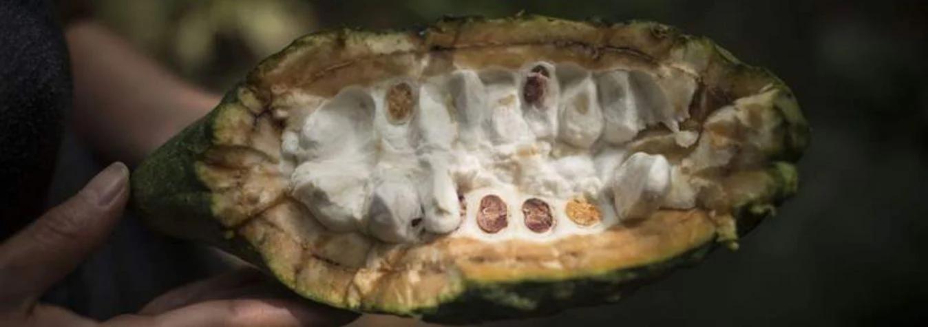 de donde viene el chocolate blanco - Dónde se originó el chocolate blanco