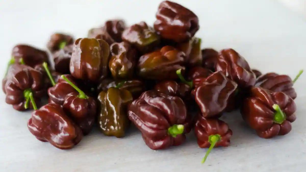 chili pepper chocolate - El chocolate habanero sabe a chocolate