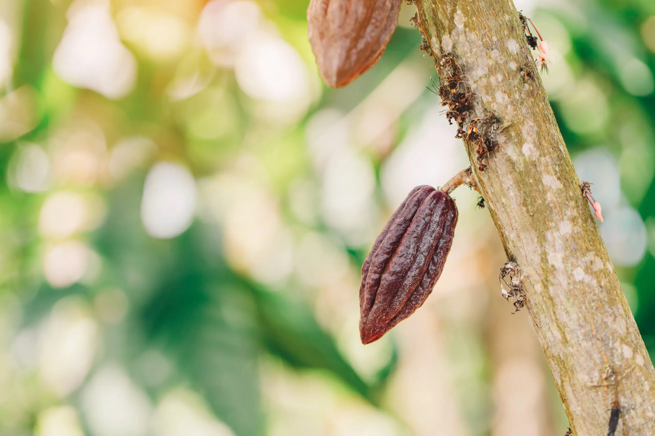 escasez de chocolate - Habrá escasez de chocolate en 2024