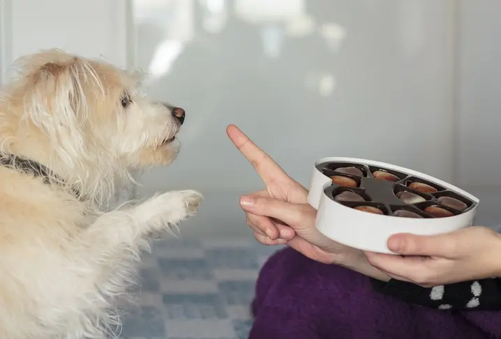 Qué pasa si un perro come chocolate: síntomas, tratamiento y prevención - How long does it take for a dog to show signs of poisoning what happens if a dog eats chocolate - How long does it take for a dog to show signs of poisoning