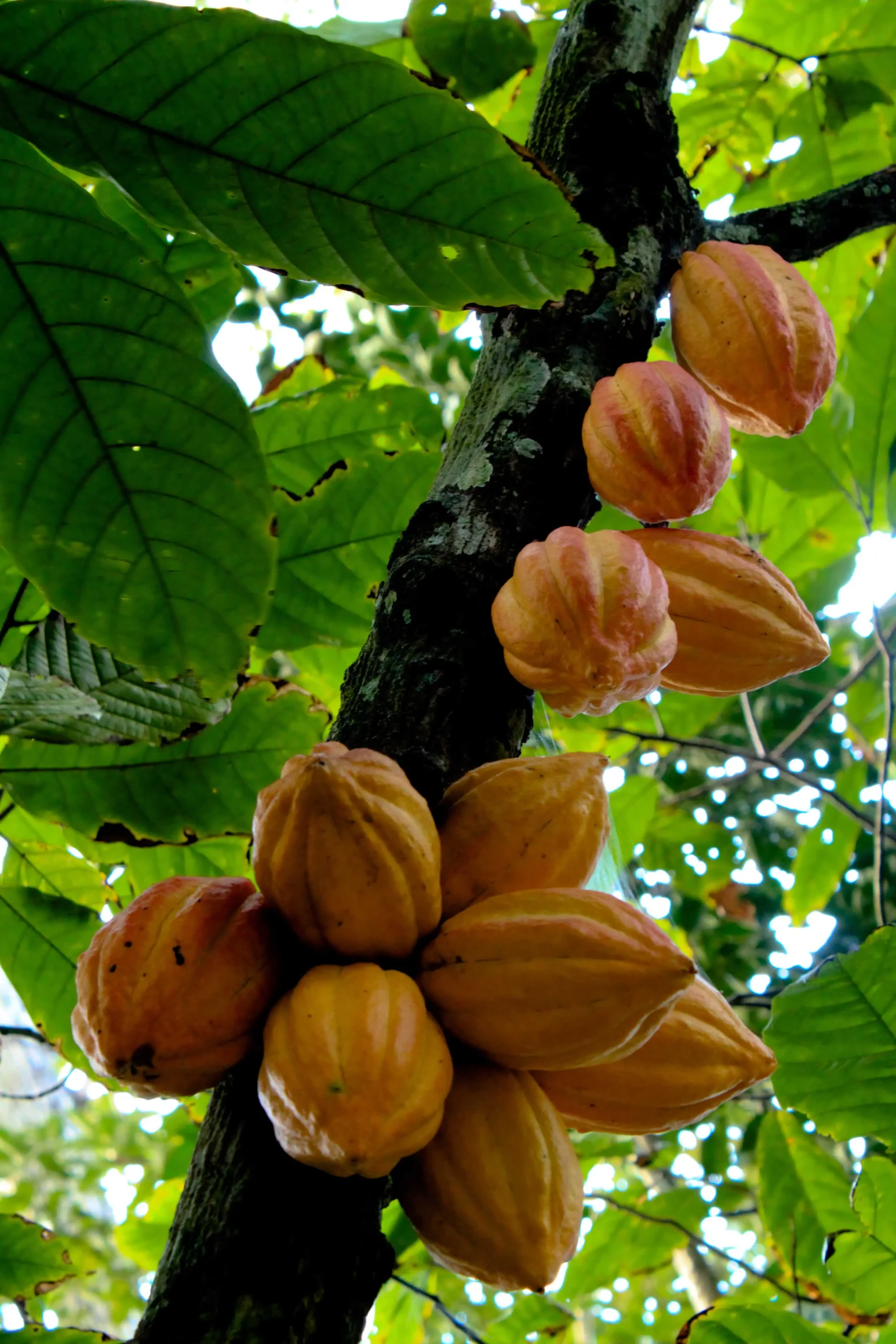 Cultiva tu propio árbol de chocolate: guía completa para principiantes - How much chocolate does one tree produce chocolate tree - How much chocolate does one tree produce