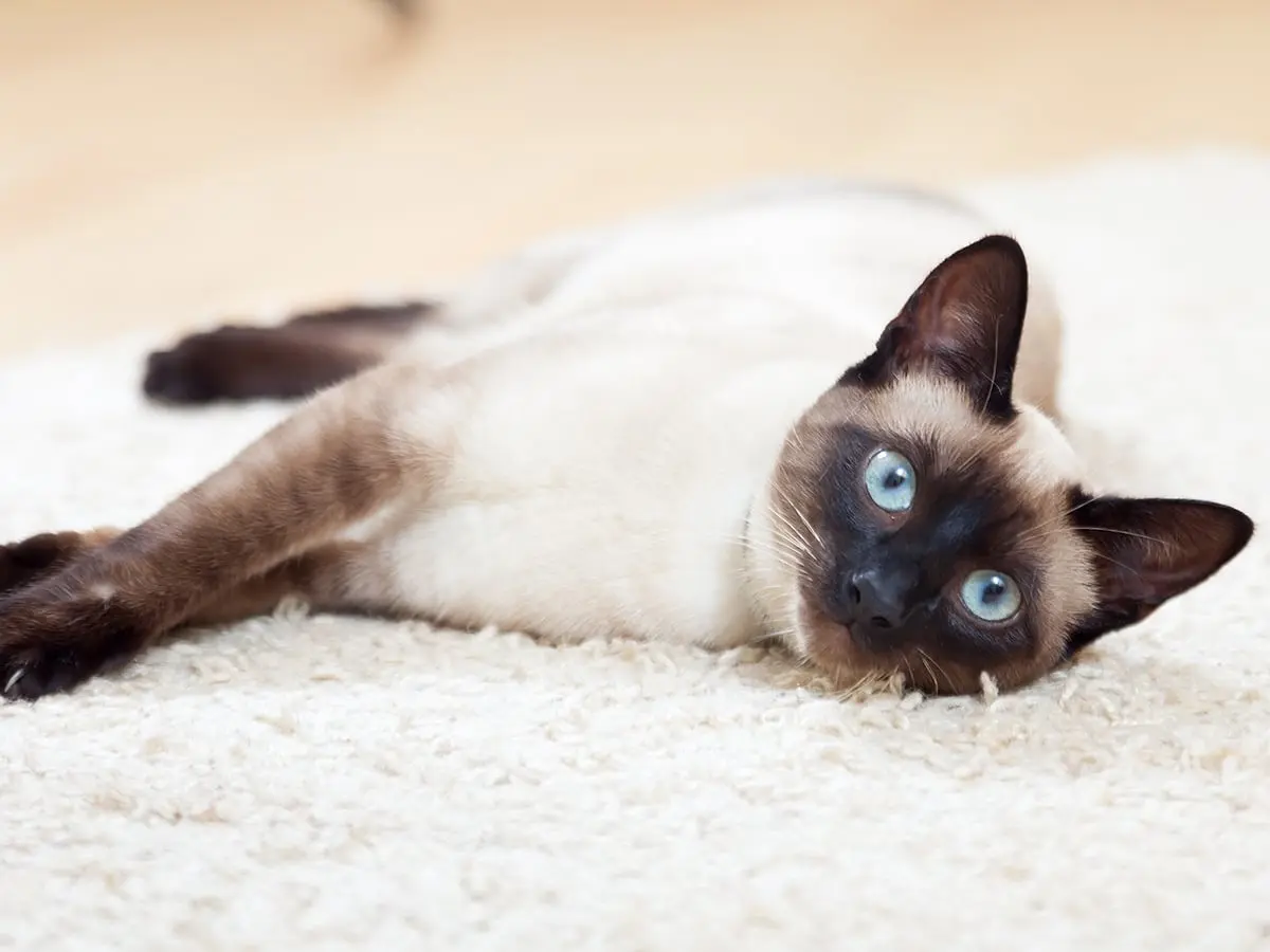 chocolate point siamese cat - How much does a chocolate Siamese cost