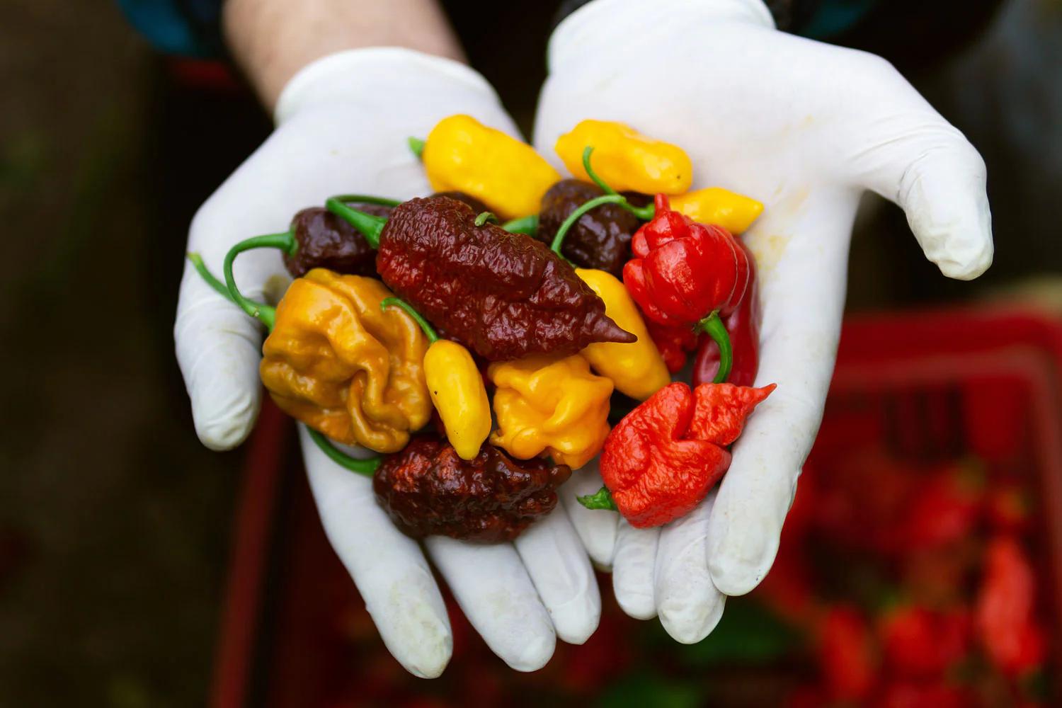 chocolate bhutlah scoville rating - Is 1800000 scoville hot